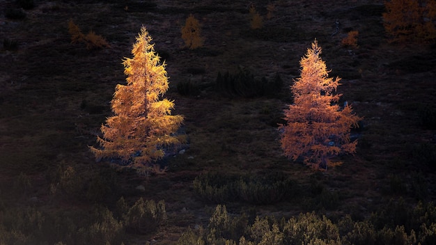 秋の太陽に照らされた 2 つのカラマツの木