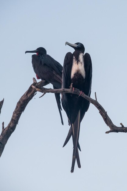 Fregata magnificens라고 불리는 두 마리의 큰 새가 잎없는 나무의 가지에 앉아 있습니다.