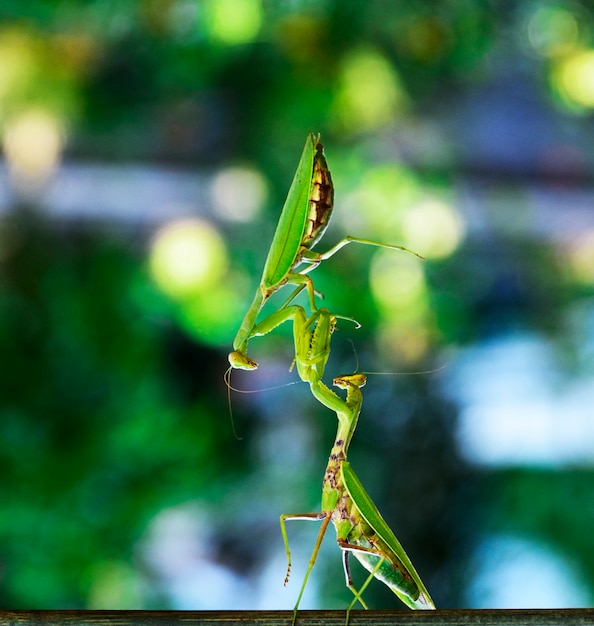 Two large green praying mantis on a branch