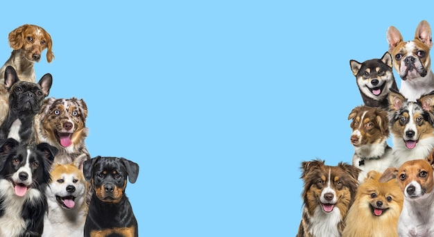 Two large groups of dogs looking in all directions on blue background