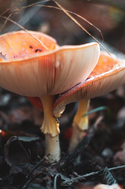 Two large muscaria poisonous mushrooms closeup