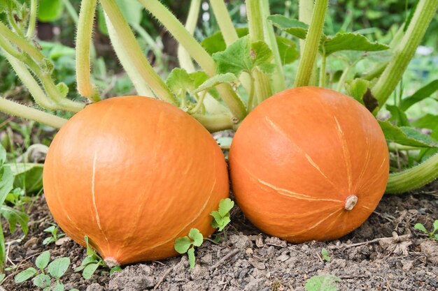 写真 2つの大きなオレンジの南瓜が庭の床で育ち,野菜の収