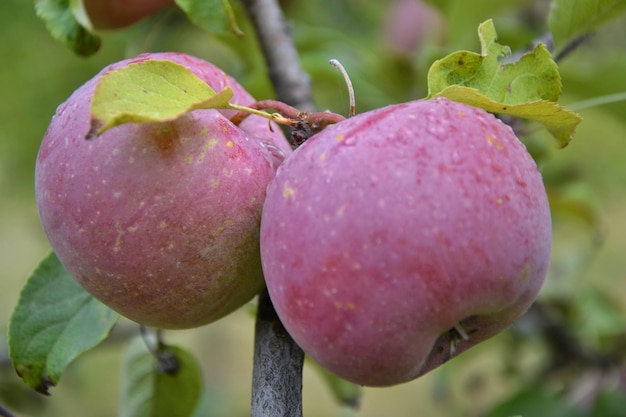 Two large rose apples