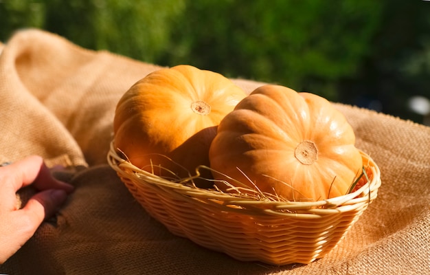 Two large textured orange pumpkinsin with basket and hay on a warm sunlight. Autumn harvest. Rustic style