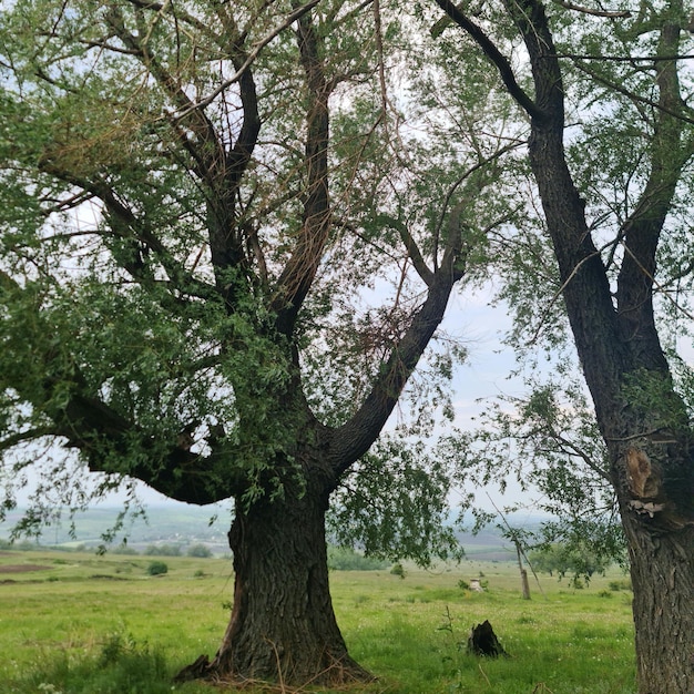 Foto due grandi alberi con uno che ha un orso nero seduto sotto di esso.