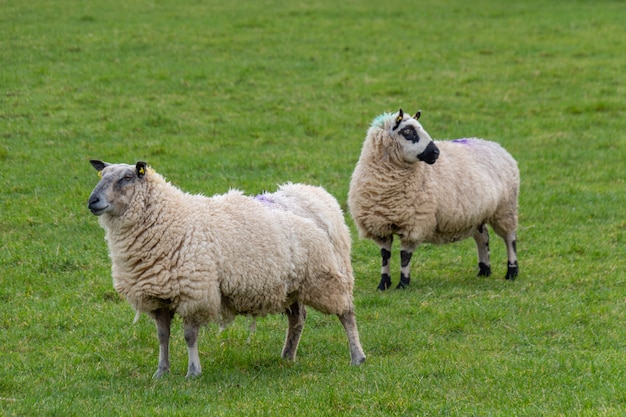 農民の畑の囲いのある囲いで放牧している2匹の大きな羊毛の羊。 2匹の羊がカメラの側にいて、1匹の羊がカメラを見つめています。