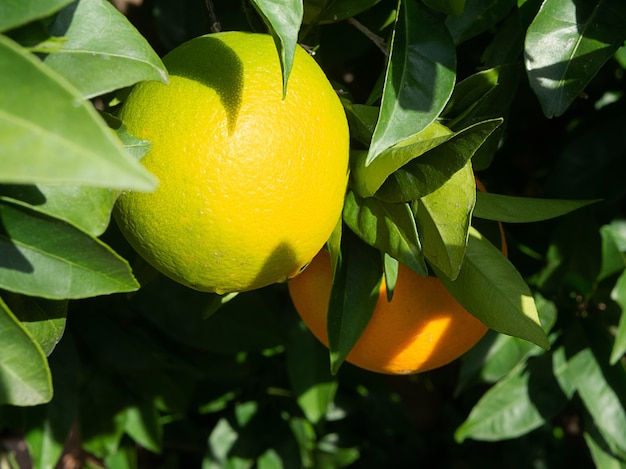 사진 녹색 잎에 나뭇 가지에 두 개의 큰 노란색 레몬