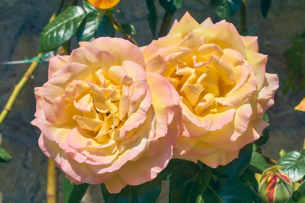 Primo piano di due grandi rose gialle nel giardino estivo