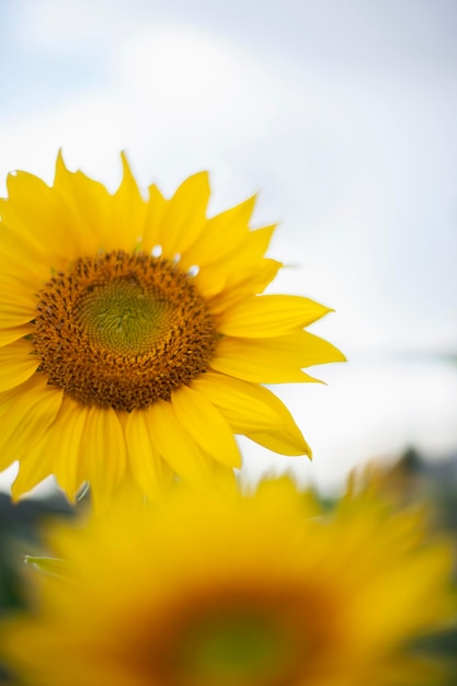 Two large yellow sunflowers