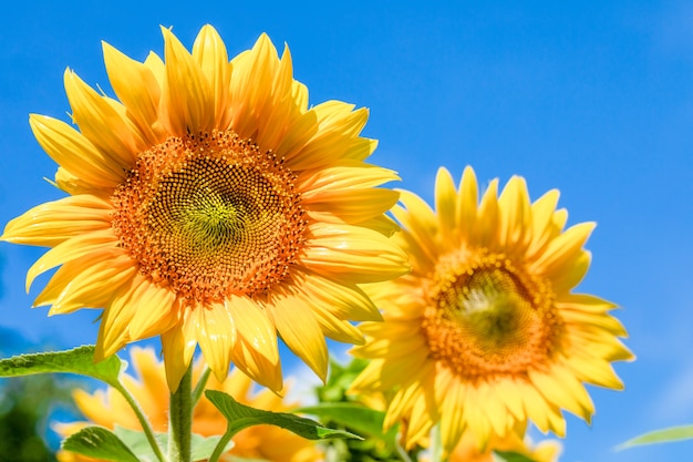 Two large young sunflower flowers