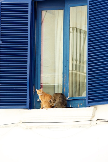 窓の上に座っている2匹の怠惰な猫