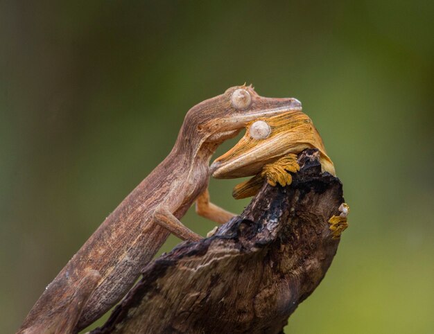 두 잎 꼬리 도마뱀은 나뭇 가지에 앉아있다. 마다가스카르.