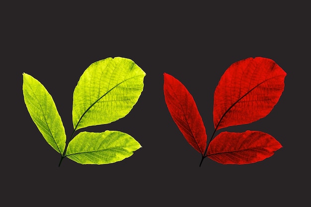 Two leaves on a black background with the word " leaf " on the left.