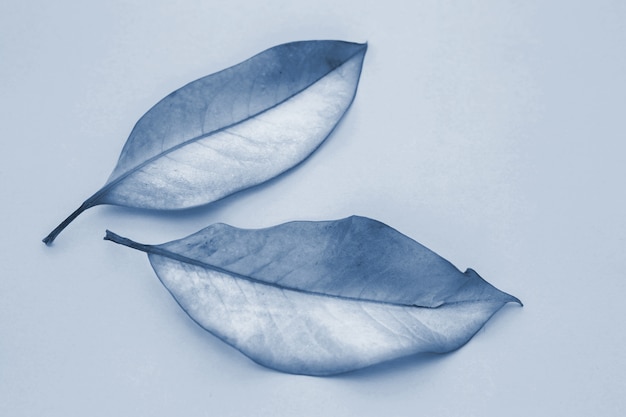 Photo two leaves in classic blue 2020