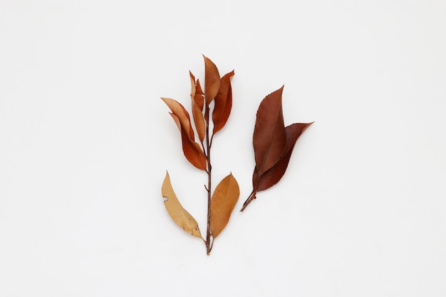 Two leaves on a white background