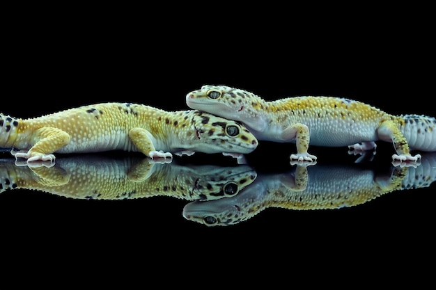 Photo two leopard gecko or eublepharis macularius