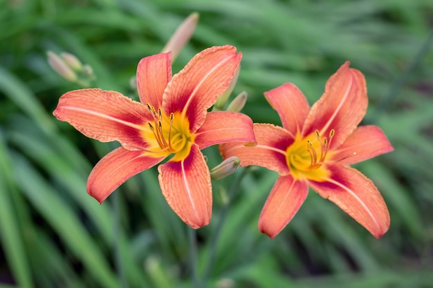 Two lilies of orange on a green background bloom in the garden