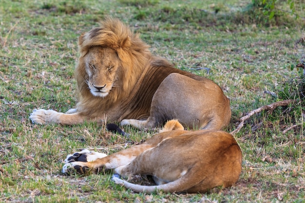 Two lion are resting after love Loving couple