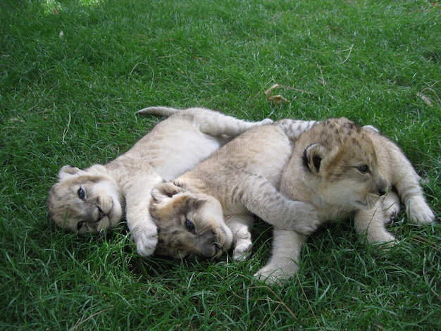 Two lion cubs playing on the grass