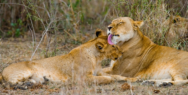 Two lionesses are caressing each other