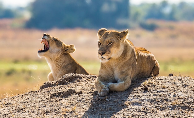 Two lionesses are lying on the hill 