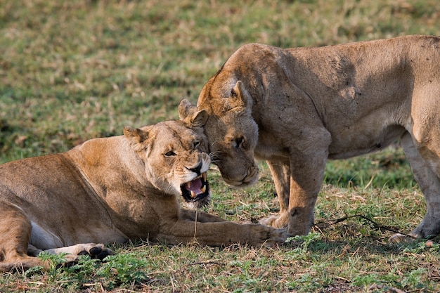 Две львицы играют друг с другом
