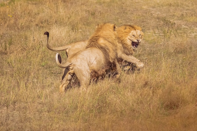 野生の2つのライオンが戦っています。美しいライオンズ