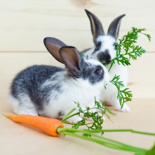 Two little baby rabbits eating fresh vegetables, carrot, leaves.  feeding the rodent with a balanced diet, food.