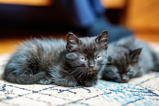 Two little black kittens are sleeping on the floor Pets concept