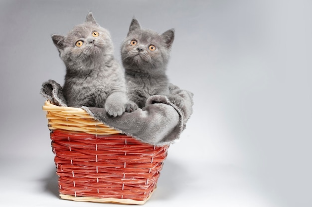 Two little blue British kittens in a wicker basket Beautiful little cats