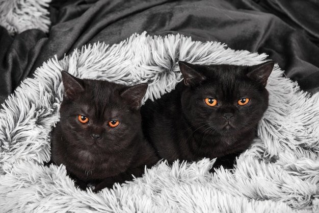 Photo two little brown kittens lying together on fir blanket