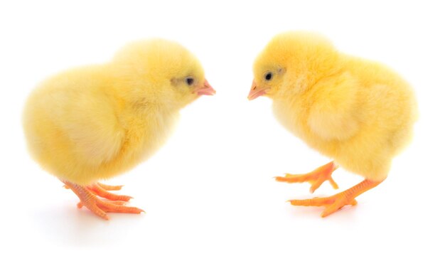 Two little chicken isolated