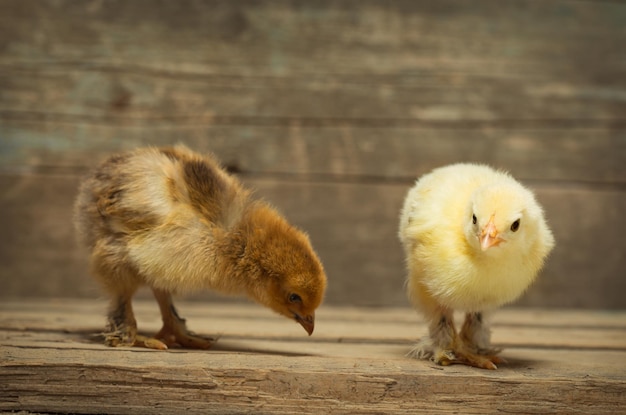 Two little chickens on wooden boards