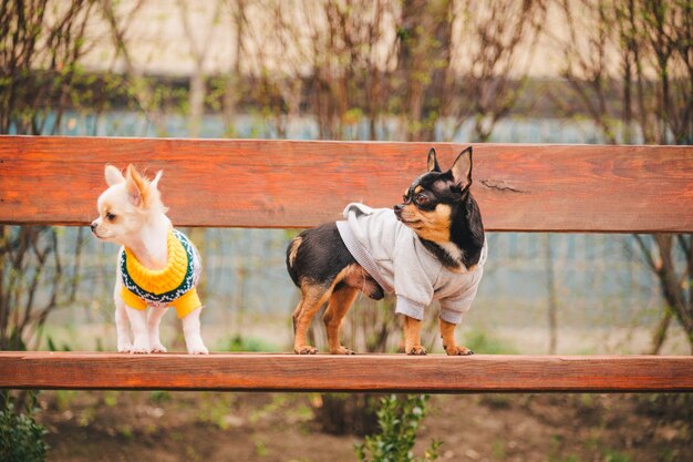 ベンチに2匹の小さなチワワ犬。屋外でかわいい国内のペット。服を着てベンチにチワワ犬。