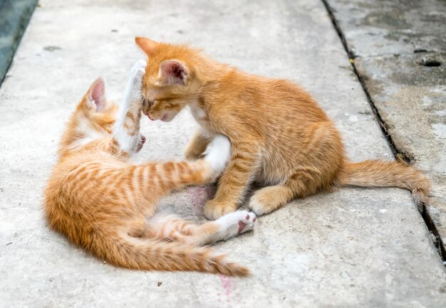 Two little cute golden brown kittens play at outdoor home backyard selective focus on one's eye