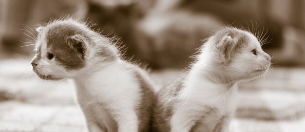 Foto due piccoli gattini carini che guardano in direzioni diverse