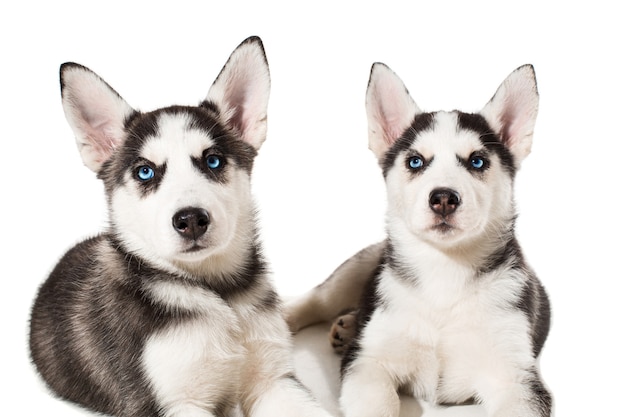 고립 된 파란 눈을 가진 시베리안 허스키 강아지의 두 개의 작은 귀여운 강아지. 아름다운 강아지들