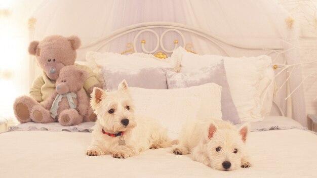 Two little dogs sit on the bed in the bedroom. Two Adorable dogs ready to celebrate Christmas