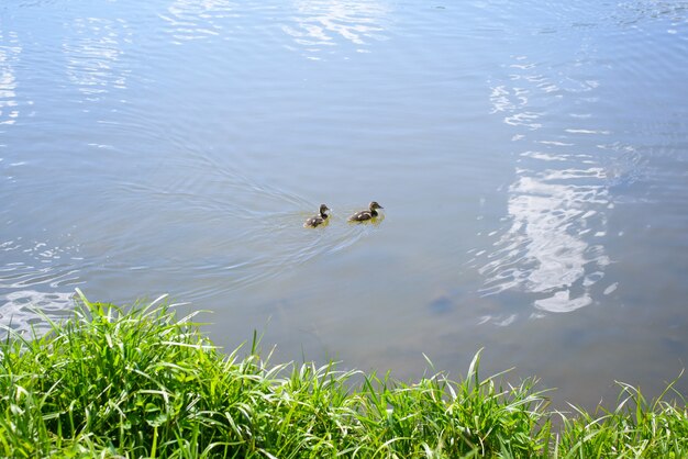 Two little ducks swimming on the water near the green shore, sunny summer day. Wild ducklings in nature.
