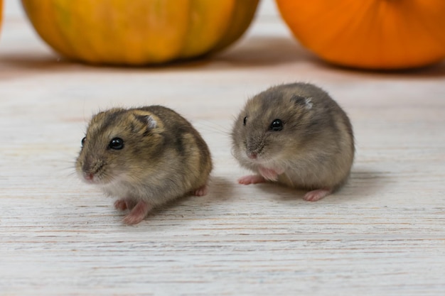 Two little Dzungarian hamsters sit on a white wooden table against a background of orange pumpkins