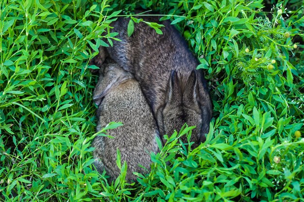 Two little fluffy bunny in the green grass. Young rabbits in a meadow