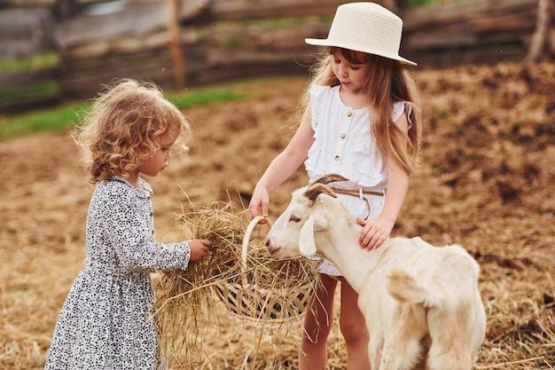 Two little girls together on the farm at summertime having weekend with goats