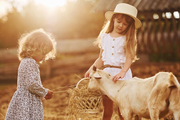 Two little girls together on the farm at summertime having weekend with goats