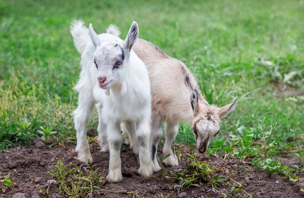 Two little goats graze in the garden on green grass