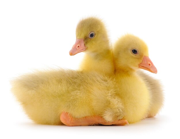 Two little gosling