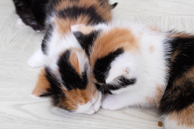 Two little kittens on the floor closeup