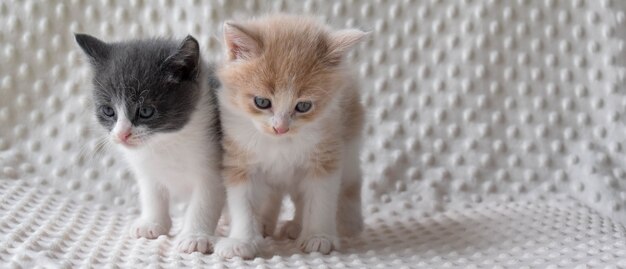 두 개의 작은 새끼 고양이는 밝은 배경에 서 있습니다.
