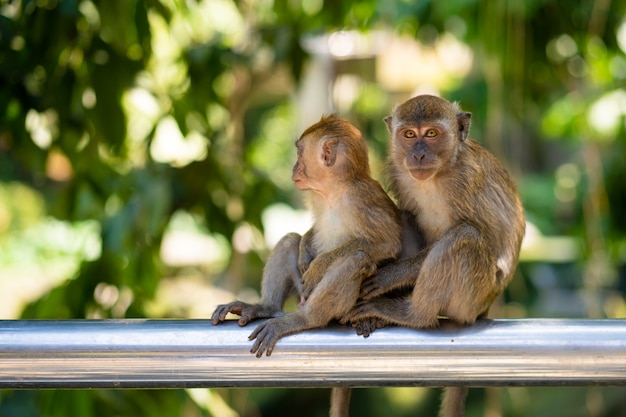 Two little monkeys hug while sitting on a fence