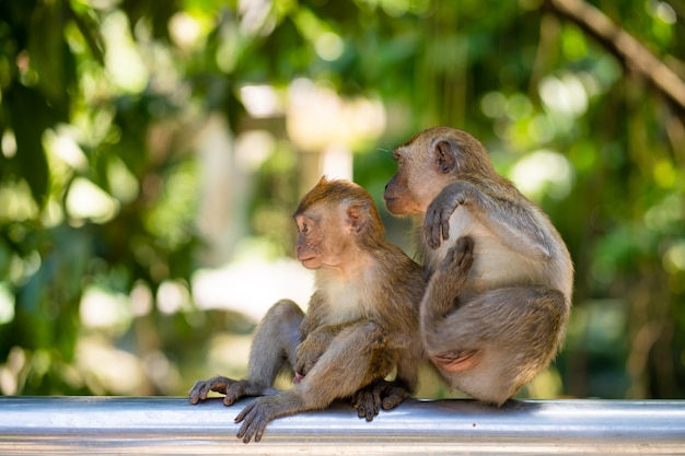 Two little monkeys hug while sitting on a fence