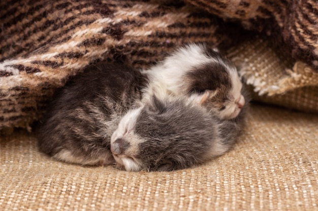 Two little newborn kittens sleep under a blanket